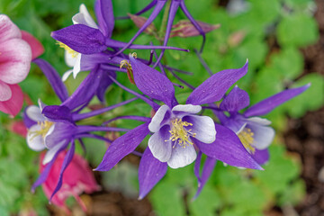 Purple columbines closeup view