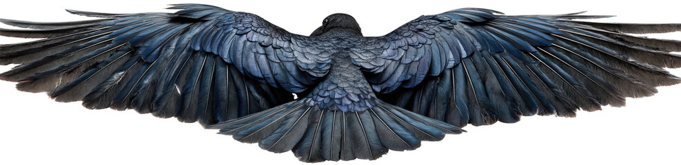 Obraz premium Black Raven with Spread Wings in Flight