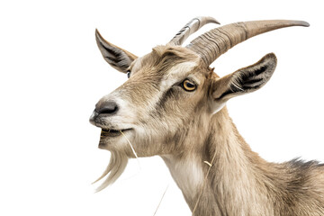 Ultra realistic goat portrait, medium close-up, goat calmly chewing hay, neutral relaxed expression, small pieces of dry hay falling gently around the goat, frozen mid-air, sharp focus, detailed fur t