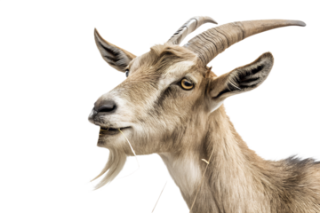 Ultra realistic goat portrait, medium close-up, goat calmly chewing hay, neutral relaxed expression, small pieces of dry hay falling gently around the goat, frozen mid-air, sharp focus, detailed fur t