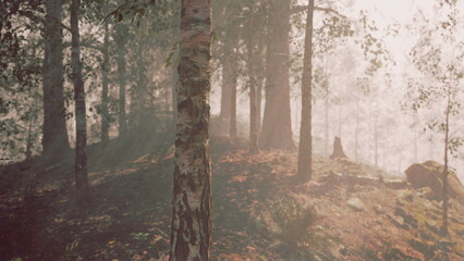 Obraz premium A serene forest glows softly in the early morning light, revealing tall trees and gentle shadows. Mist drifts, creating an ethereal atmosphere filled with tranquility and wonder.