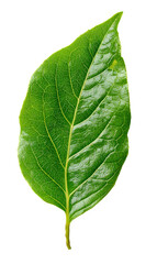 Obraz premium Close-up of a Fresh Green Leaf with Veins