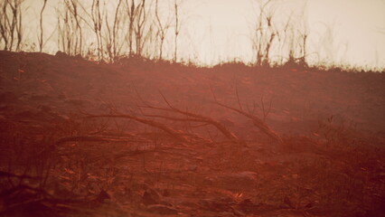 A desolate landscape reveals charred soil and skeletal trees standing against a backdrop of fading light. The scene captures the aftermath of a wildfire, evoking a sense of loss and resilience.
