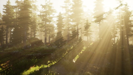 Obraz premium Soft rays of sunlight stream through a lush forest, illuminating the tall trees and vibrant greenery. The peaceful atmosphere evokes a sense of calm and connection with nature.