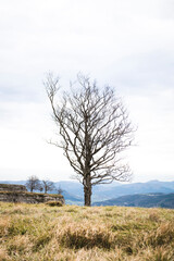 Obraz premium Lonely bare tree on windswept hillside, delicate branches reaching into pale sky above distant mountains and dry grass meadow, evoking solitude, silence and calm