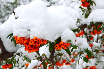Red berries and white snow