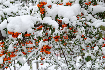 White snow and red berries