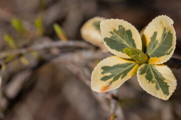 Close Up Of Variegated Leaves On Branch With Green And Yellow Edges In Nature Detail
