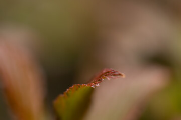 Close Up Of Red-Edged Leaf In Soft Focus Background For Nature And Macro Shots