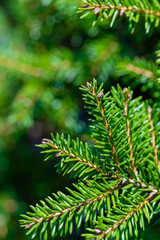 Close-Up Of Green Fir Needle Branches For Nature, Holiday, And Garden Stock Photo