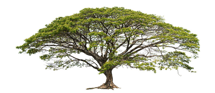 Expansive umbrella shaped tree on white background, intricate network of branching limbs and fresh green leaves creating wide natural canopy and peaceful organic shelter

