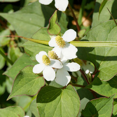 Houttuynia cordata - Fish min or rainbow, creeping plant producing flowers in spikes and white petal-like bracts above heart-shaped green leaves edged with purplish-red