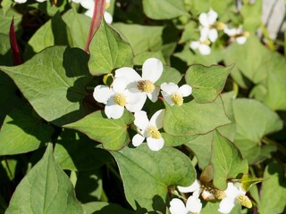 Houttuynia cordata | Fish mint or Chinese pepper plant producing small crowded flowers in spikes with white petal-like bracts above green cordiform leaves on reddish stems
