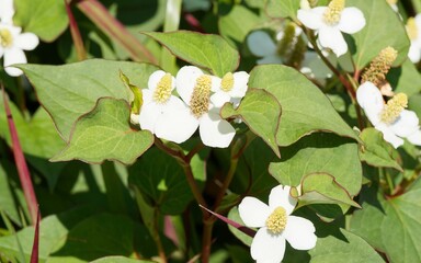 Houttuynia cordata or Fish min. Creeping plant cultivated for its small greenish-white flowers in spikes and green heart-shaped petiolate leaves forming a sheath round purplish-red stems
