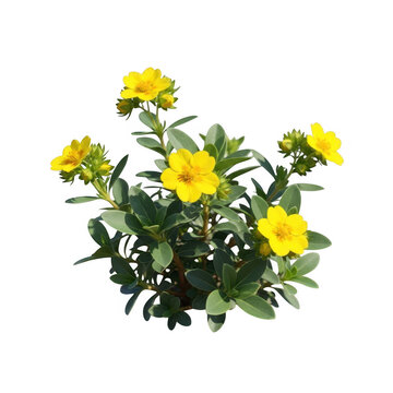 Yellow potentilla flowers with green leaves isolated on transparent background