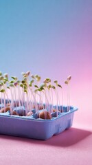 Seedling in coco tray with mist bottle on soft pastel background