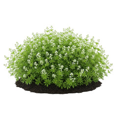 Obraz premium Galium odoratum bush isolated on transparent background