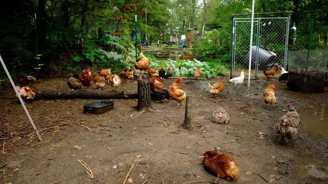 Few cage free chickens stroll in outdoor fence area while one hen sitting on tree stump