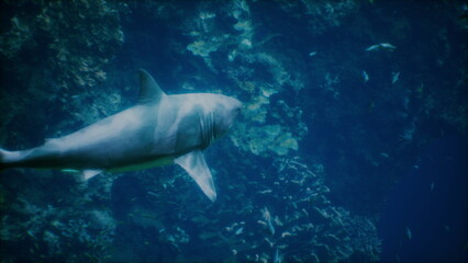 A sleek shark swims effortlessly through clear blue waters, surrounded by colorful coral formations and small fish. The ocean is alive with movement and rich marine life in this tranquil setting.
