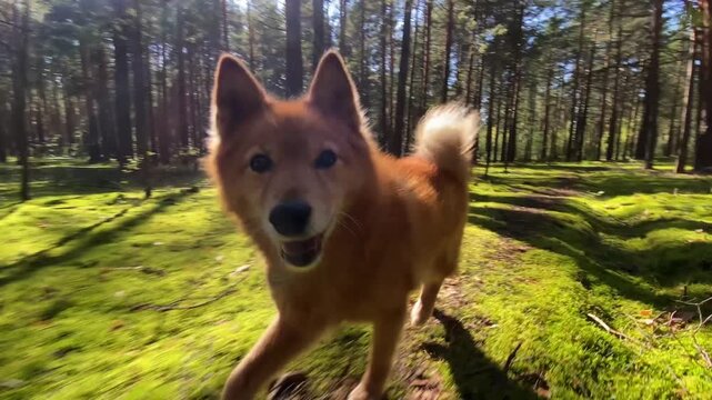 First-person view of a happy finnish spitz dog running towards the camera along a mossy path in a sunny pine forest, wagging its fluffy tail and exploring the beautiful natural scenery