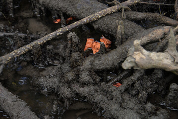 close up of a tree, Fresh oysters growing naturally on mangrove roots in a tropical estuary, Close up of wild oysters attached to tangled tree roots in Brazil, Natural oyster bed in a coastal mangrove