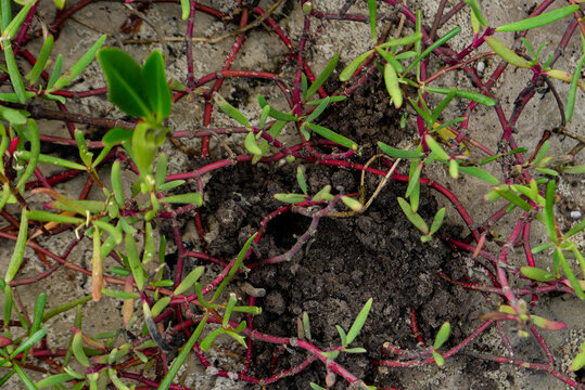 Close up of coastal halophyte plants growing in the sand near a mangrove, Red-stemmed succulent vegetation in a tropical salt marsh, detailed texture of pioneer plants on a riverbank in brazil