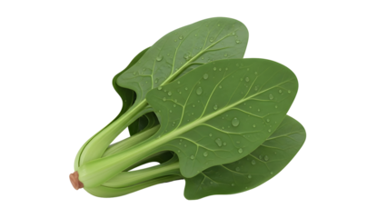 Fresh Green Bok Choy Vegetable on Transparent Background transparent background