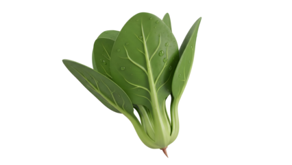 Fresh Green Leafy Vegetable Isolated on White Background transparent background