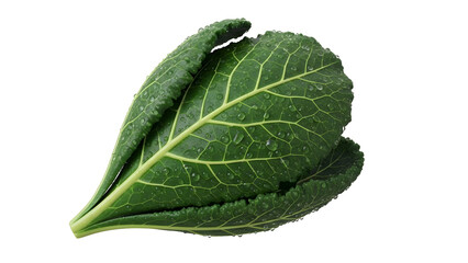 Obraz premium Fresh Green Leafy Vegetable CloseUp on Transparent Background transparent background