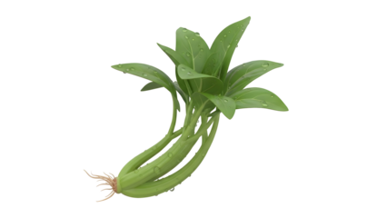 Fresh Green Plant with Water Droplets on Leaves transparent background