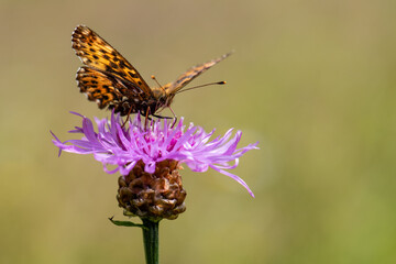 Obraz premium Kaisermantel auf violetter Blüte – Makroaufnahme eines Schmetterlings / Silver-washed fritillary on purple flower – butterfly macro