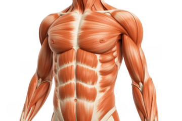 Human muscular torso muscles anatomy body fitness isolated on a transparent background