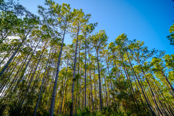 Fototapeta premium Tall Pine Trees Reaching Toward Blue Sky in Forest