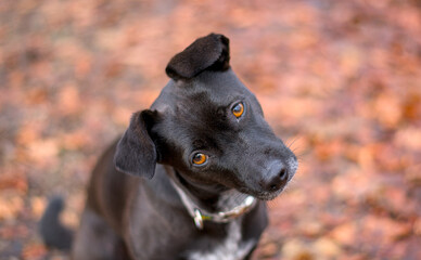 a very cute small black dog looking loyally