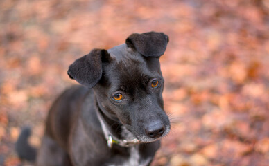 a very cute small black dog looking loyally