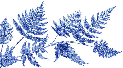 Serene Blue Fern: An elegant display of delicate blue fern fronds against a pristine backdrop, showcasing the intricacies of nature's design.