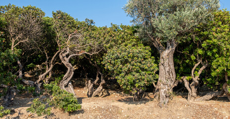 Fototapeta premium Mastic gum tree at Chios island, Greece. Pistachia lentiscus shrub cultivated for mastiha tears