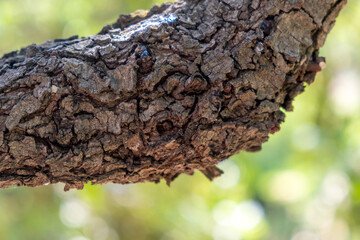 Mastic gum tear on the mastic tree branch closeup. Chios lentiscus cultivation and mastiha resin drop