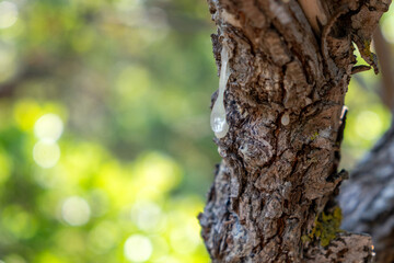 Mastic gum tear on the mastic tree branch closeup. Chios lentiscus cultivation and mastiha resin drop