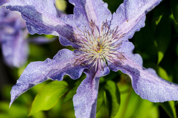 zbliżenie na pięknie kwitnące w ogrodzie kwiaty powojnika © piotr