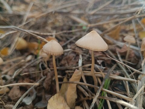 Conocybe apala, Conocybe lactea or Conocybe albipes, milky conecap mushroom in woods