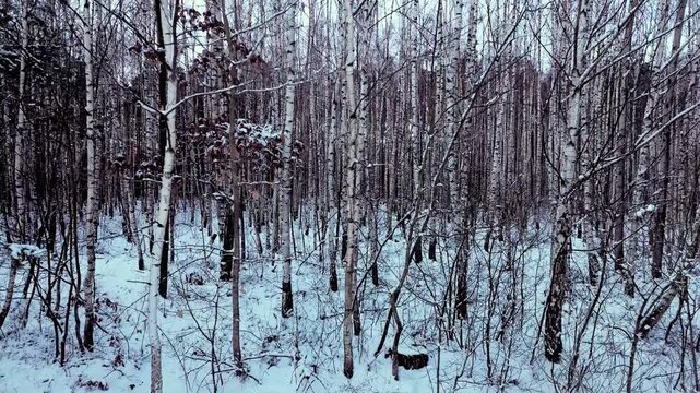 ascending shot of a forest full of white birches
