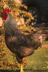 Gallo de corral con plumaje moteado de perfil en una granja al atardecer.