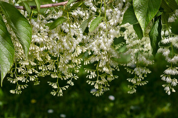 White flowers Pterostyrax hispidus close-up. A flowering tree with tassels of white flowers.