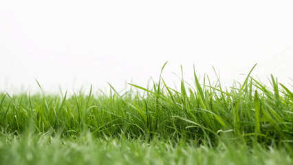 Obraz premium A vibrant patch of long green grass isolated on a pure white background, bright natural lighting, high resolution.