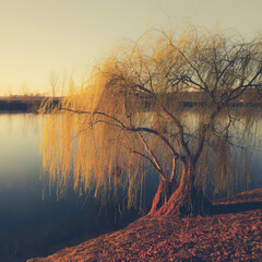 Wheeping willow tree at the pond - France