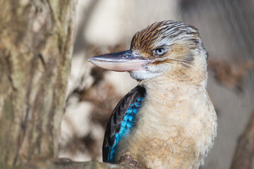 Close-up of Blue-winged kookaburra bird in nature