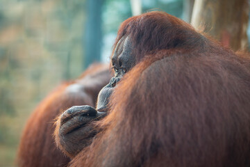 Portrait of a pensive female bornean orangutan © Willy Mobilo