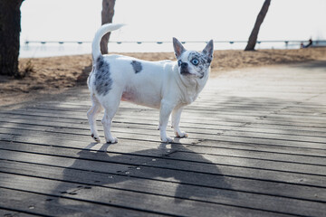 Beautiful chihuahua standing on wooden path by water. The dog has blue eyes