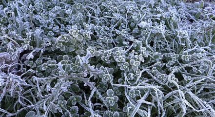 Piantine coperte con la brina durante inverno